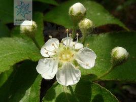 毛葉石楠[薔薇科蘋果亞科植物]