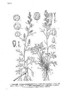 沙蒿(原變種) 沙蒿(原變種)