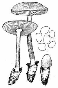 雪白鵝膏菌 雪白鵝膏菌