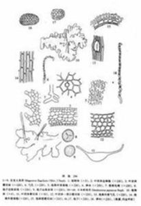 日本苔葉蘚 日本苔葉蘚