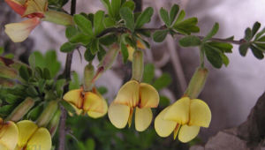 絹毛錦雞兒 絹毛錦雞兒