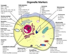 蛋白細胞分離 蛋白細胞分離