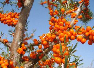 沙棘提取物 沙棘提取物