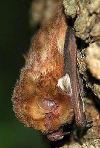 赤蓬毛蝠 赤蓬毛蝠