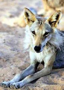 阿拉伯狼 阿拉伯狼