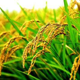 萬昌大米 萬昌大米