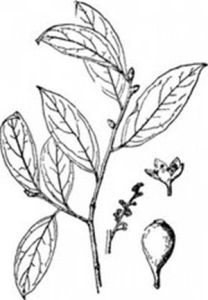 四川檀梨 四川檀梨