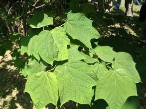 八角楓屬 八角楓屬