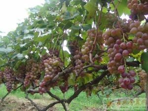 石門葡萄 石門葡萄