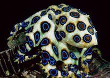 藍圈章魚