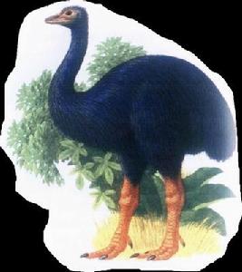 馬達加斯加象鳥