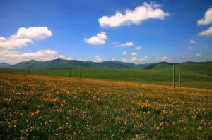 奶龍神山 奶龍神山