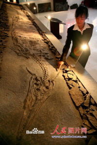 “新中國龍”里的美麗瓦窯龍有雙角