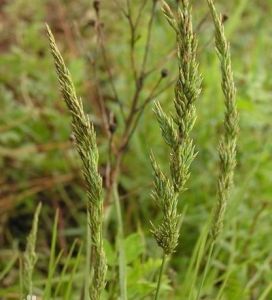 多葉早熟禾 多葉早熟禾