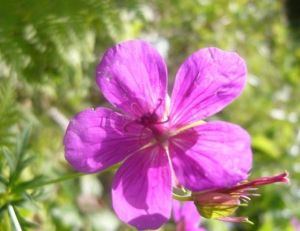 線裂老鸛草 線裂老鸛草