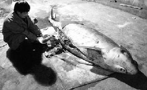 水產專家正在解剖成年雌性小抹香鯨