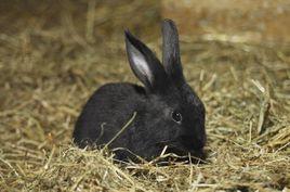 中華黑兔 中華黑兔