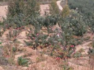 埠柳古墓群 埠柳古墓群