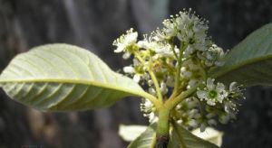 毛序花楸 毛序花楸