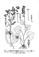 九龍蟹甲草 九龍蟹甲草