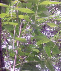 大葉土蜜樹 大葉土蜜樹