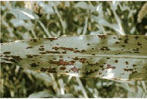 高粱紫斑病病葉<a name="ref_[1]"></a>