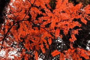 紅葉螺序草 紅葉螺序草