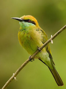 綠喉蜂虎指名亞種 綠喉蜂虎指名亞種