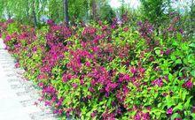 紅王子錦帶花園林栽培