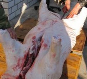 開膛破肚 開膛破肚