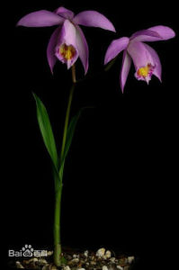 二葉獨蒜蘭 二葉獨蒜蘭