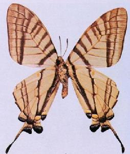 瓦山劍鳳蝶 瓦山劍鳳蝶