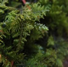 卷葉扭口蘚 卷葉扭口蘚