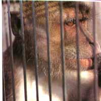 爪哇獼猴 爪哇獼猴