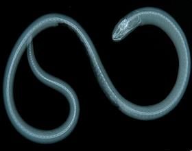 台灣園鰻 台灣園鰻