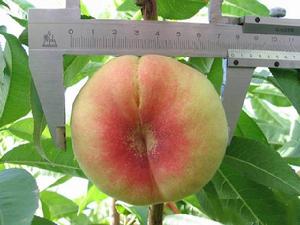 圖2 阜康蟠桃瑤池早紅