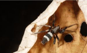 淡膝塞爾蛛 淡膝塞爾蛛