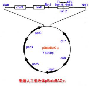 （圖）細菌人工染色體