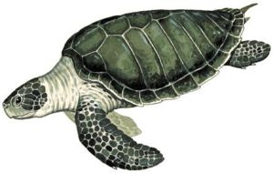 里達利龜 里達利龜