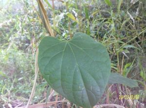 細苞銀背藤（原變種）