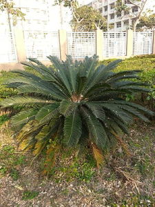 琉球蘇鐵 琉球蘇鐵