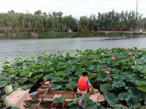 划船采荷花，上莊釣魚島