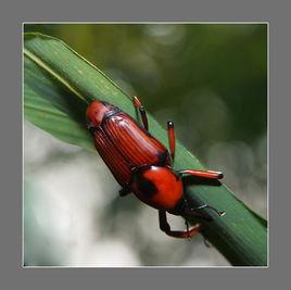 一字竹象 一字竹象