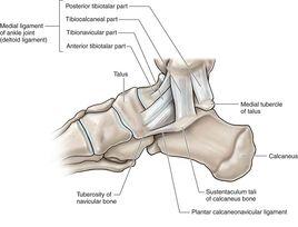 骨小結節 骨小結節