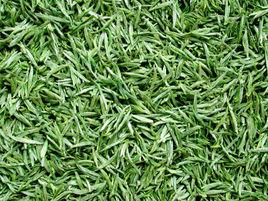 磐安雲峰茶 磐安雲峰茶