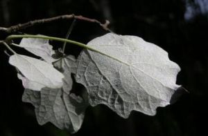 扎魯小葉楊(變型) 扎魯小葉楊(變型)