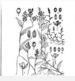 匍匐柳葉箬 匍匐柳葉箬