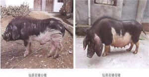 仙居花豬 仙居花豬