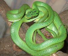 綠錦蛇