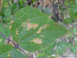扁豆細菌性疫病 扁豆細菌性疫病